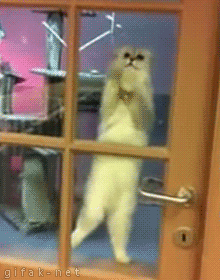cats-kittens-1053.gif